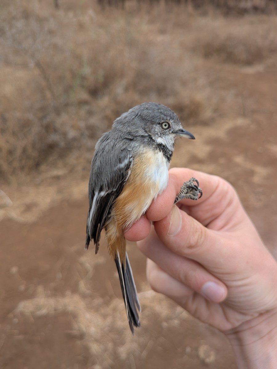 Banded Parisoma - ML643418085