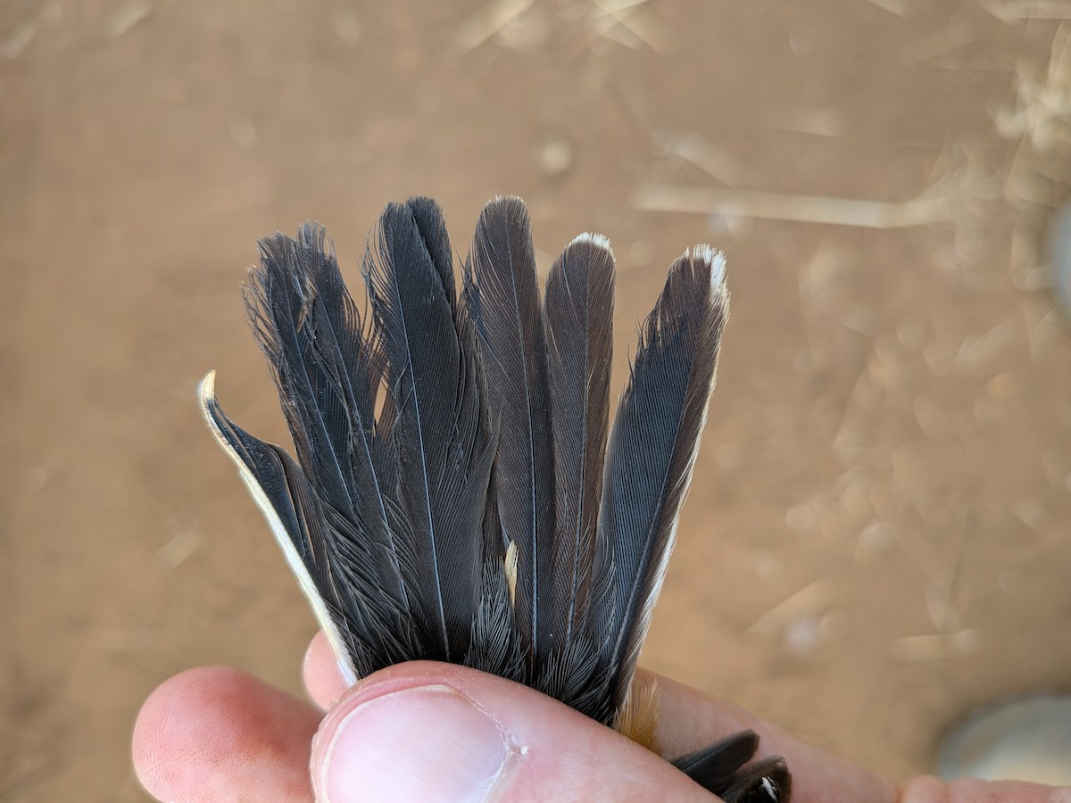 Banded Parisoma - ML643418088