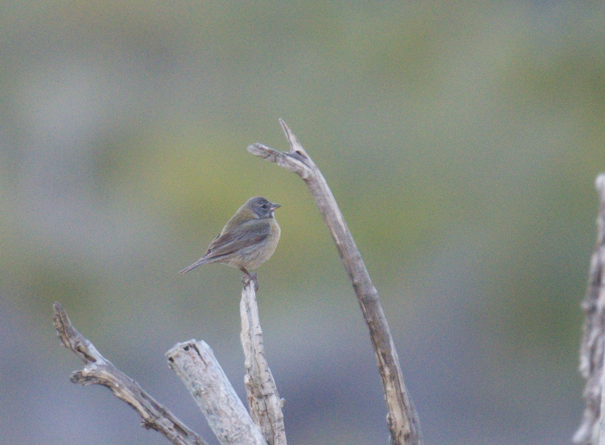 Gray-hooded Sierra Finch - ML643418090