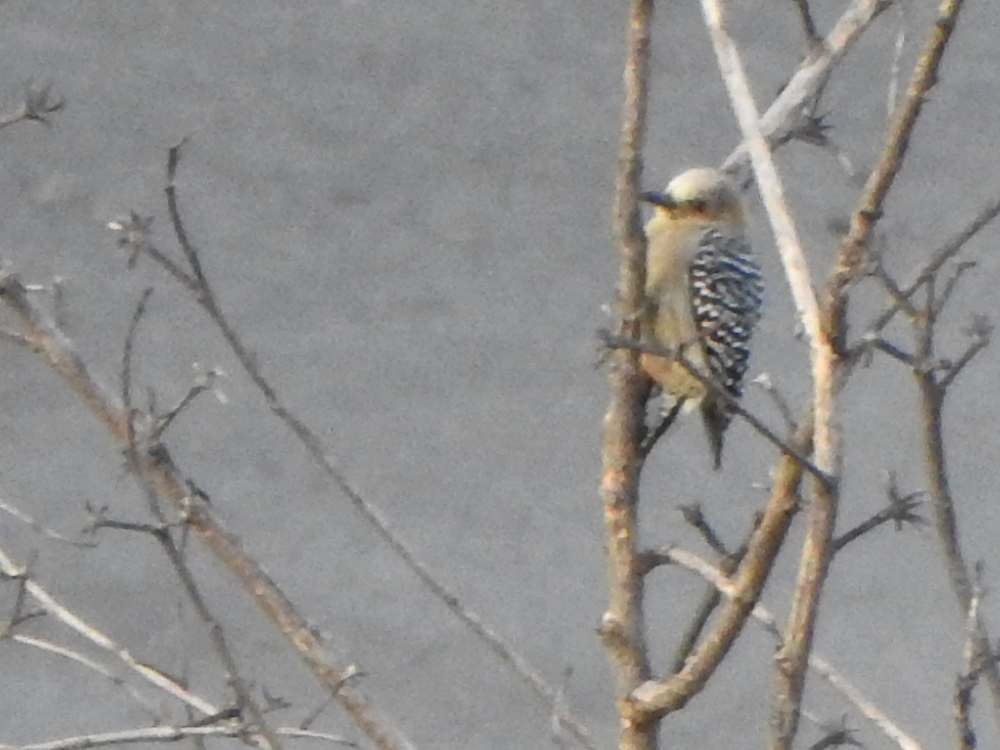 Red-crowned Woodpecker - ML643418120