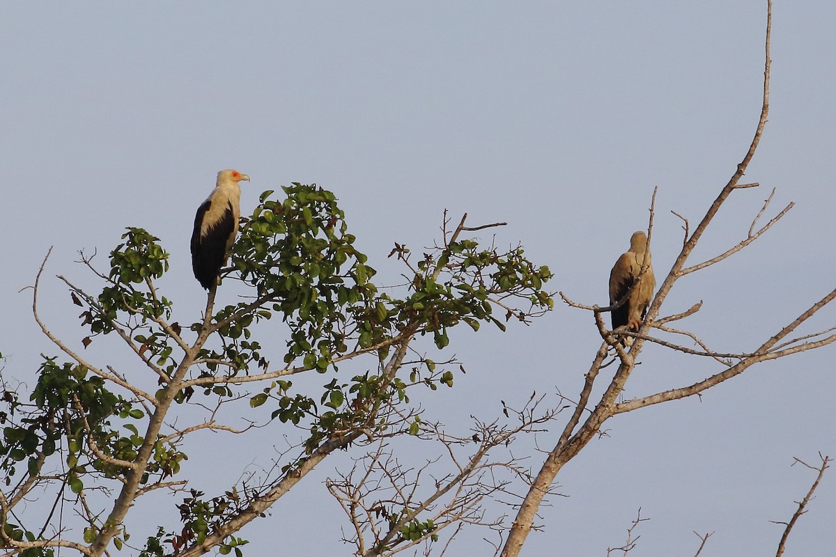 Palm-nut Vulture - ML643418121