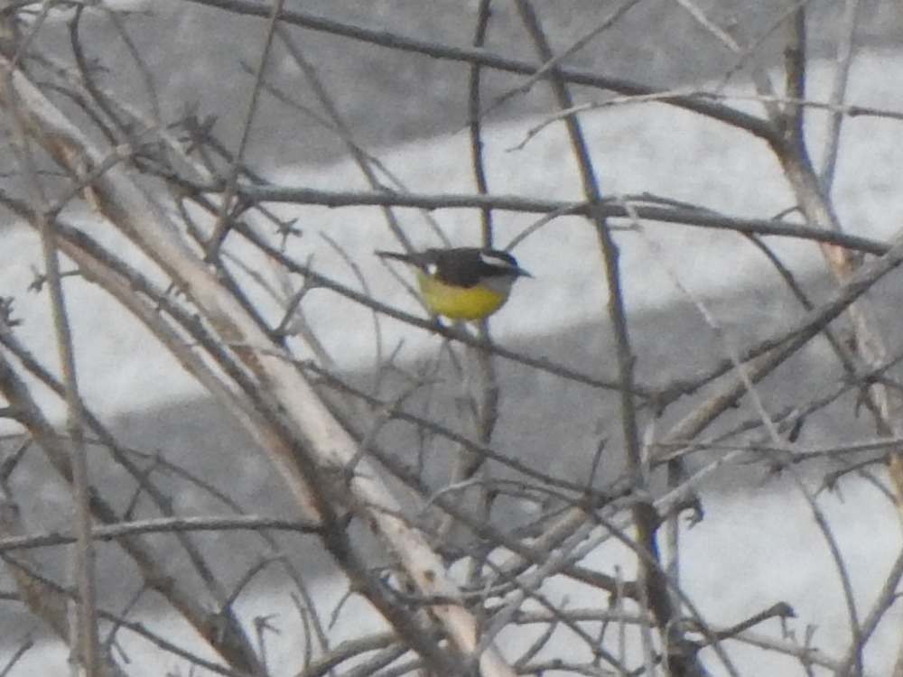 Bananaquit - ML643418131