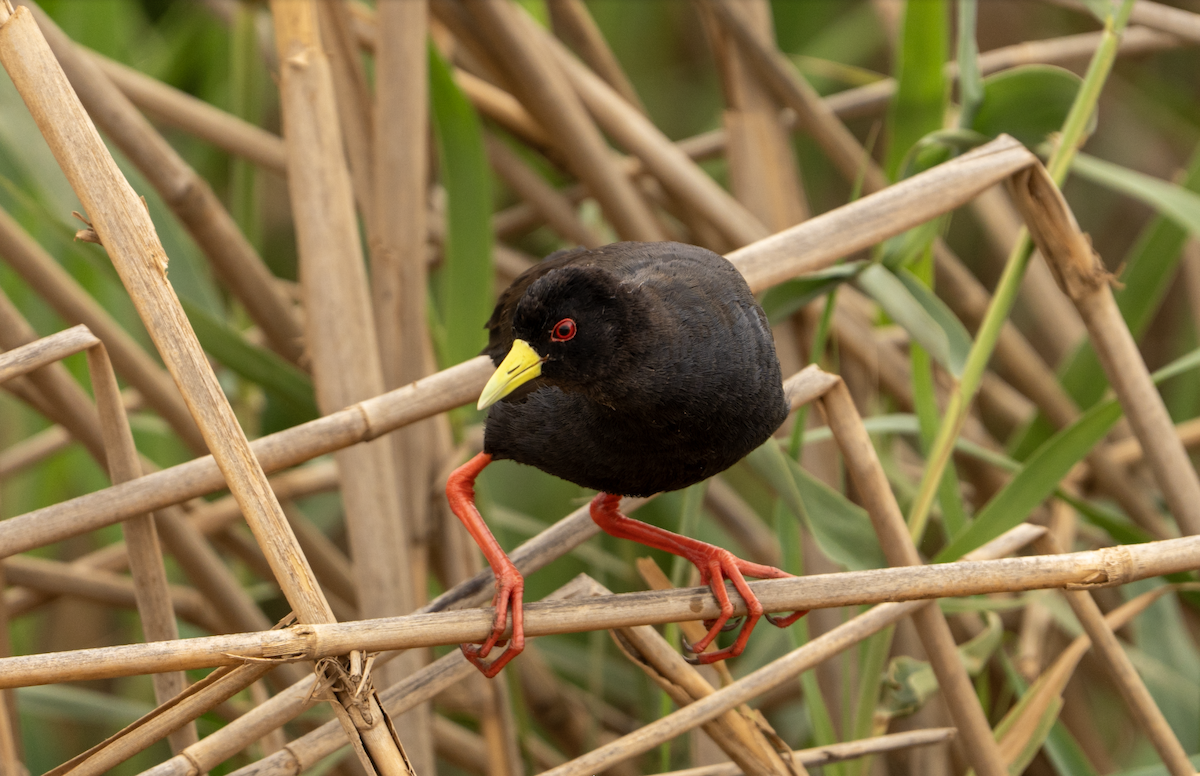 Black Crake - ML643418139