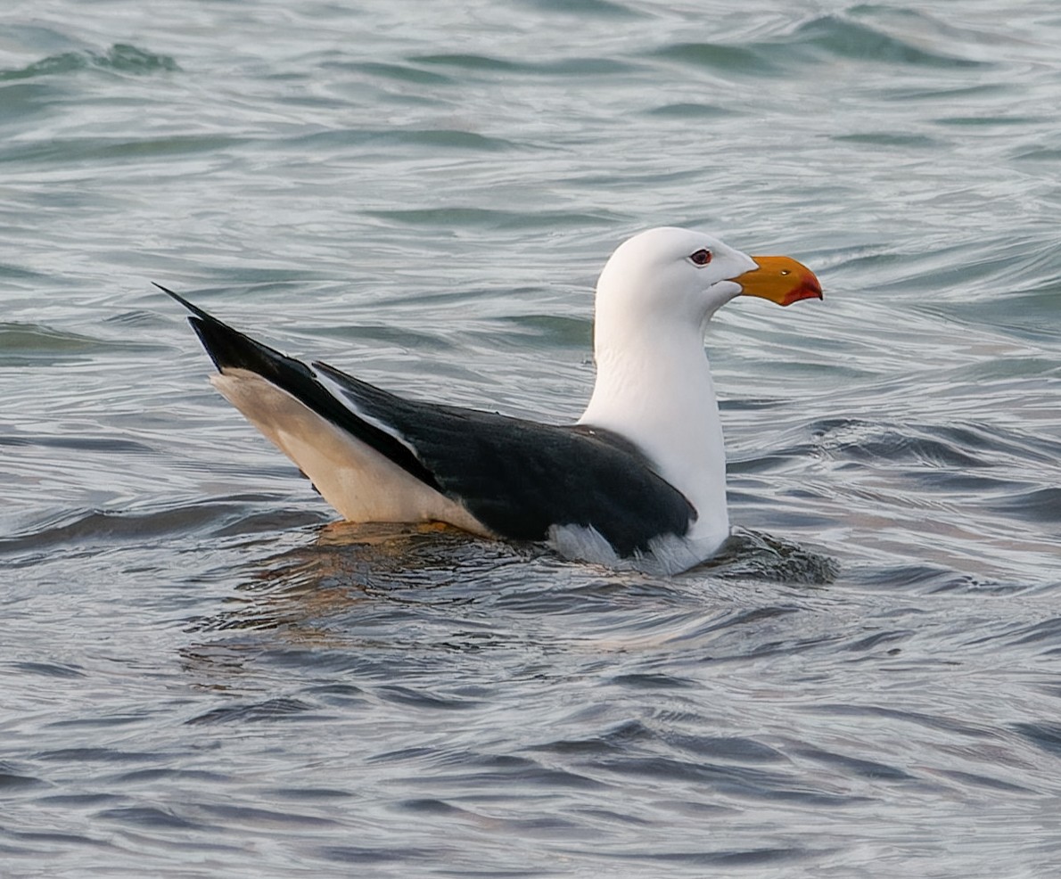 Pacific Gull - ML643418153