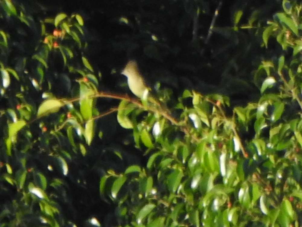 Yellow-bellied Elaenia - ML643418160