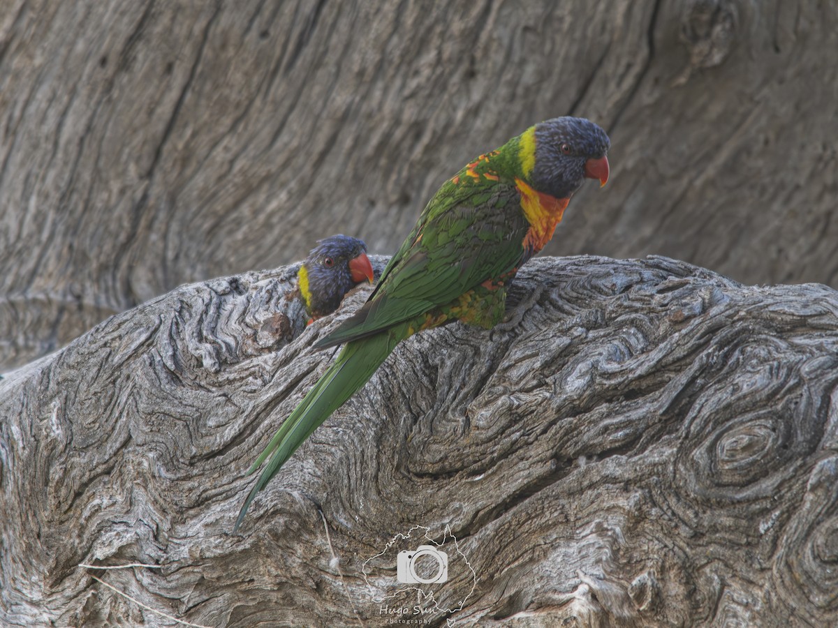 Rainbow Lorikeet - ML643418172