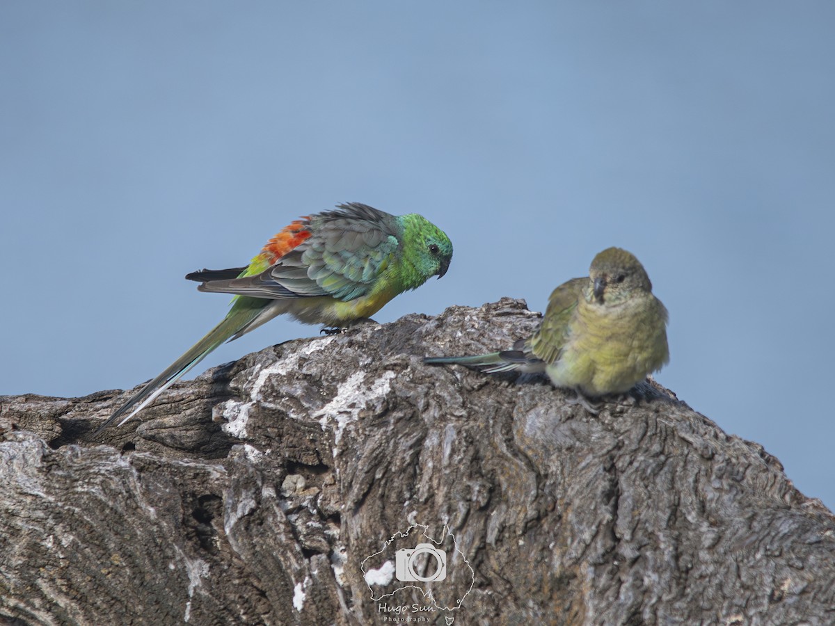Red-rumped Parrot - ML643418174