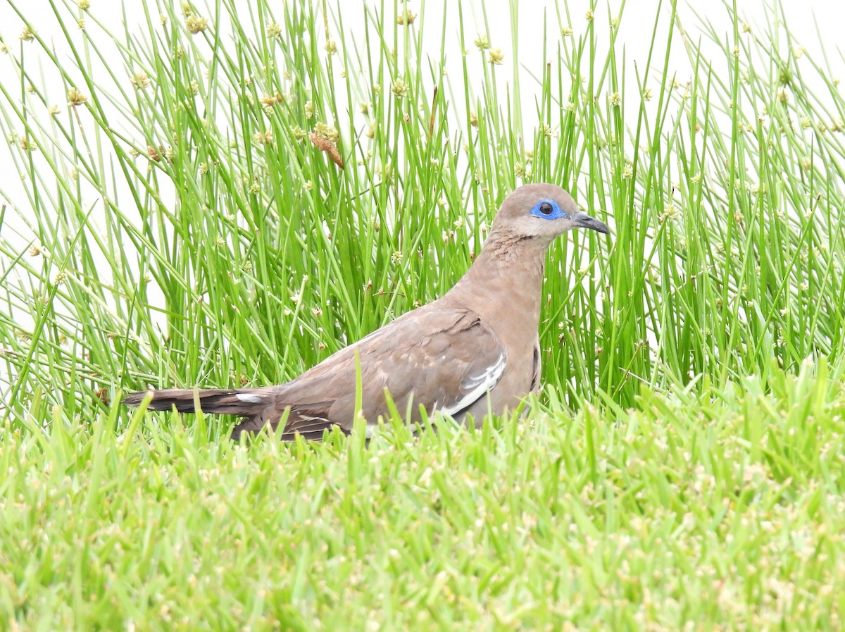 West Peruvian Dove - ML643418175