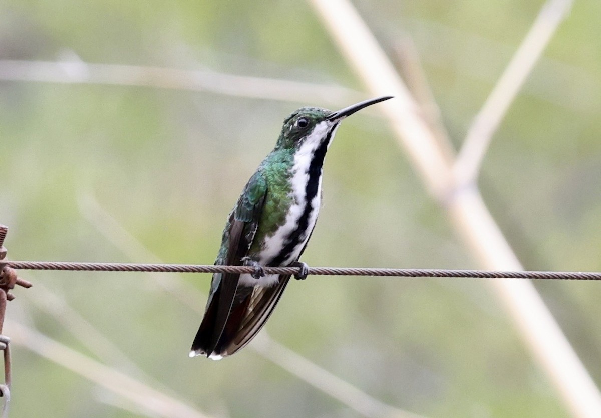 Black-throated Mango - ML643418191