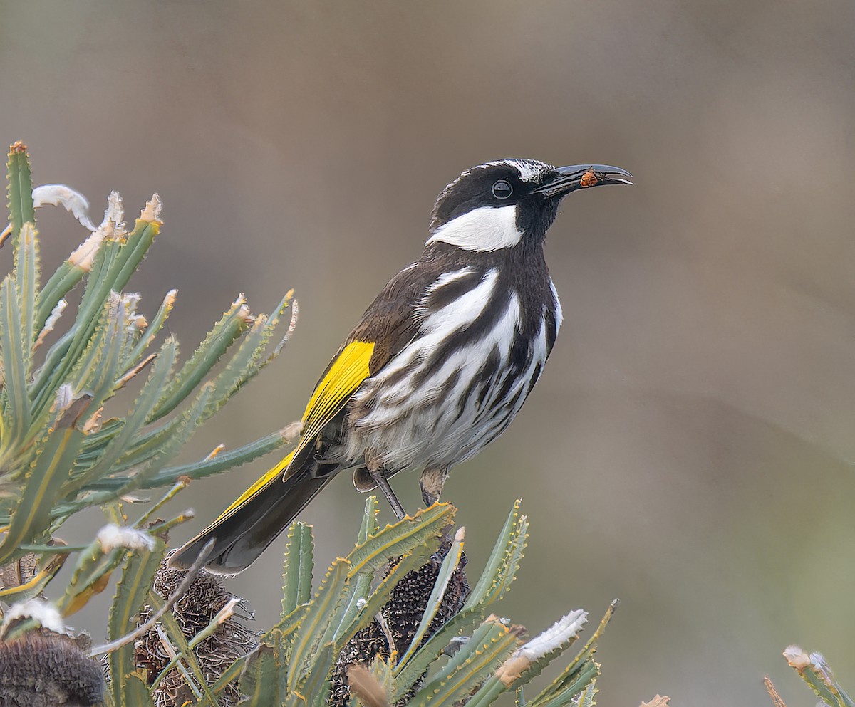 White-cheeked Honeyeater - ML643418194