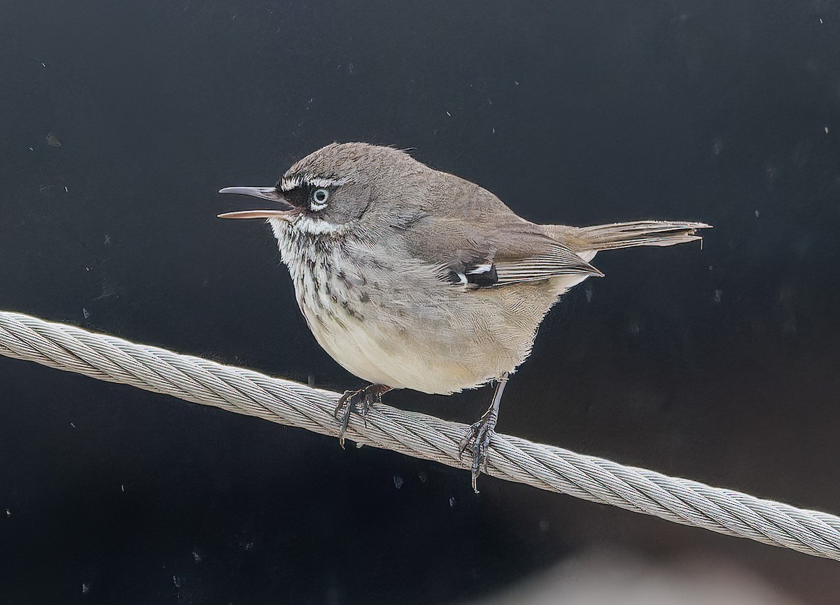 Spotted Scrubwren - ML643418218