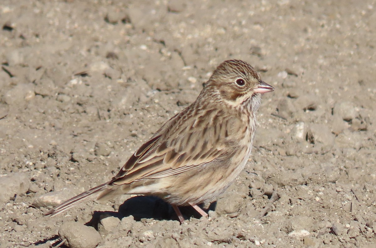 Vesper Sparrow - ML643418219