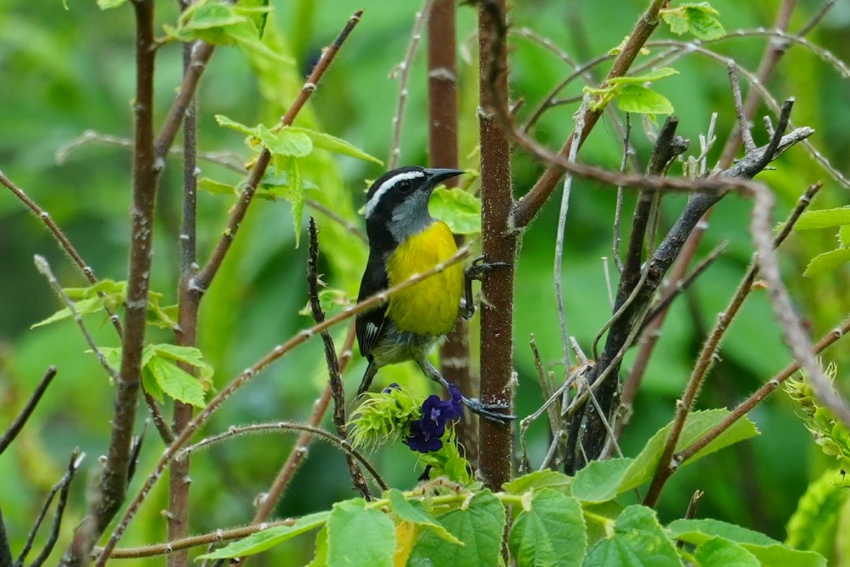 Bananaquit - ML643418223