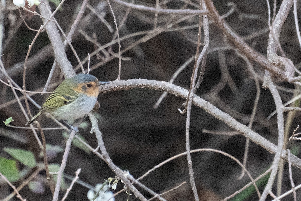Ochre-faced Tody-Flycatcher - ML643418226