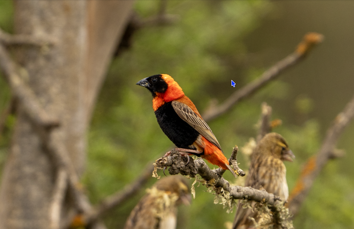 Southern Red Bishop - ML643418229