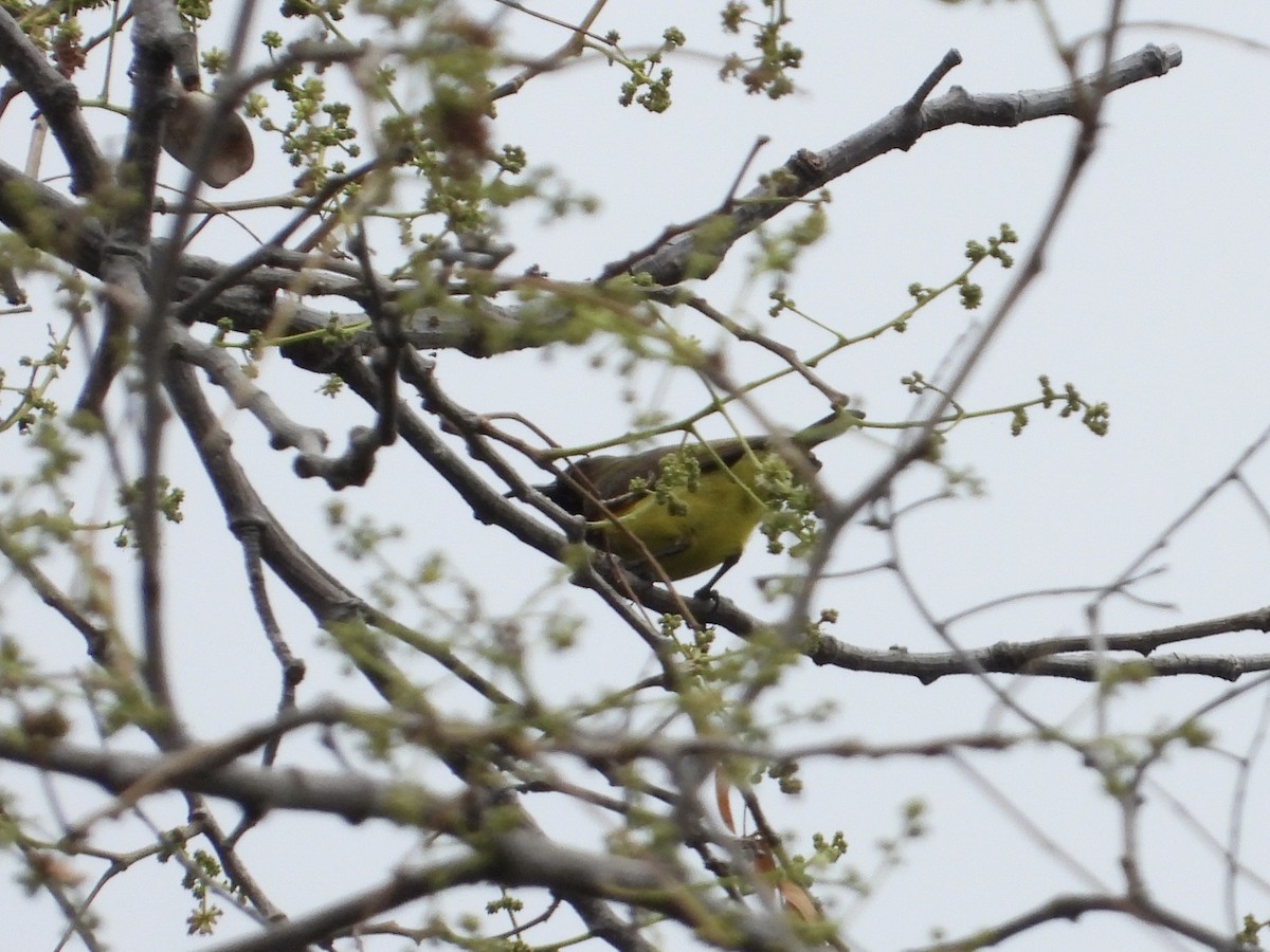 Ornate Sunbird (Ornate) - ML643418235