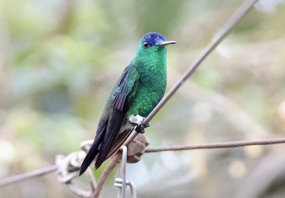 Indigo-capped Hummingbird - ML643418245