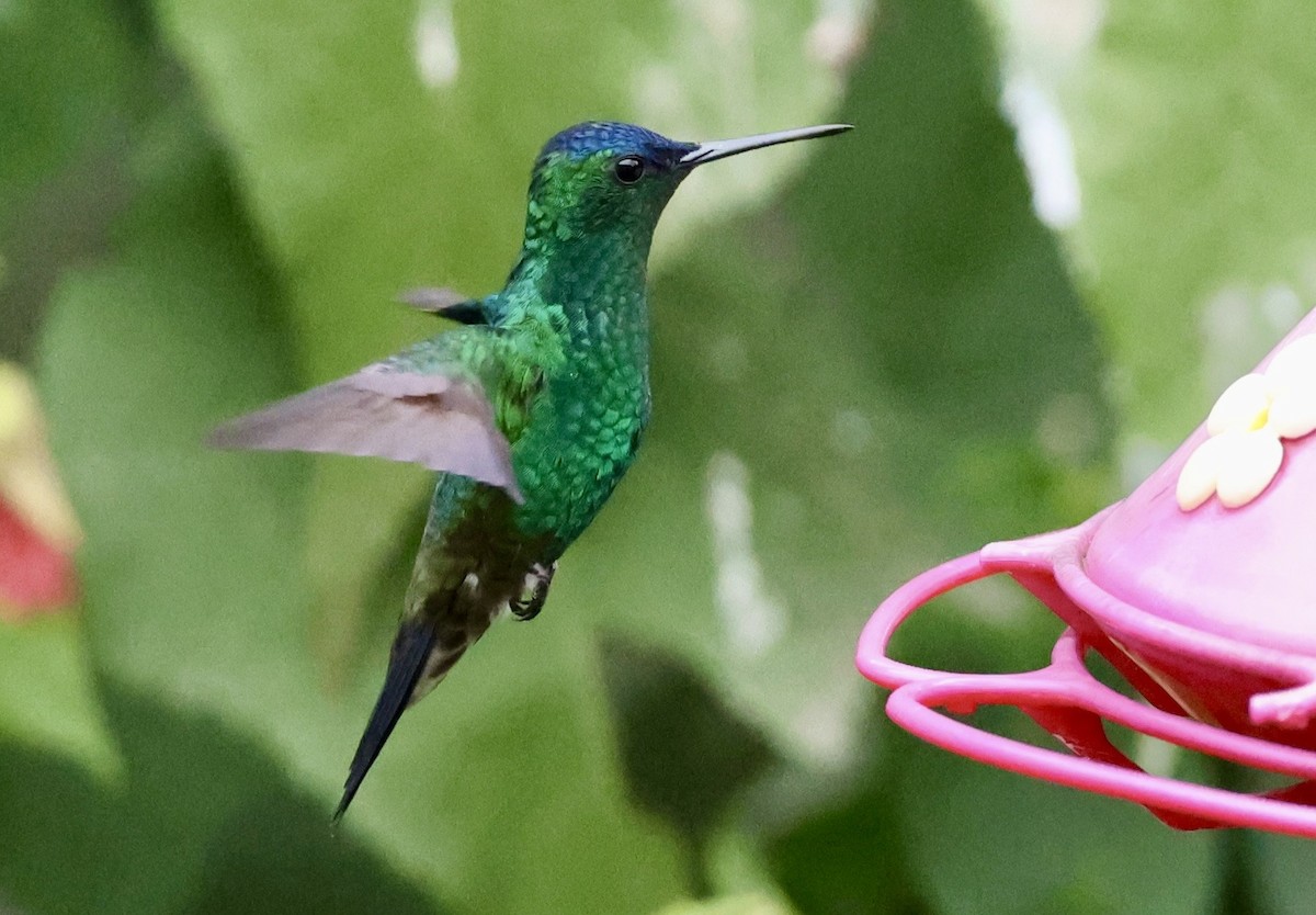 Indigo-capped Hummingbird - ML643418246