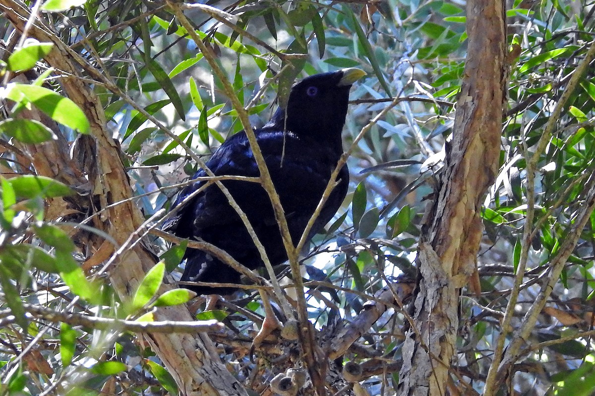 Satin Bowerbird - ML643418251