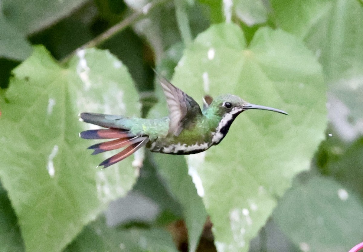 Black-throated Mango - ML643418252