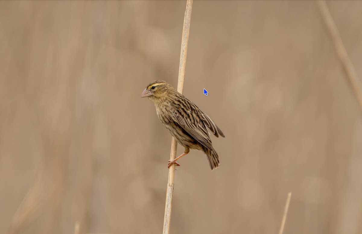 Southern Red Bishop - ML643418254