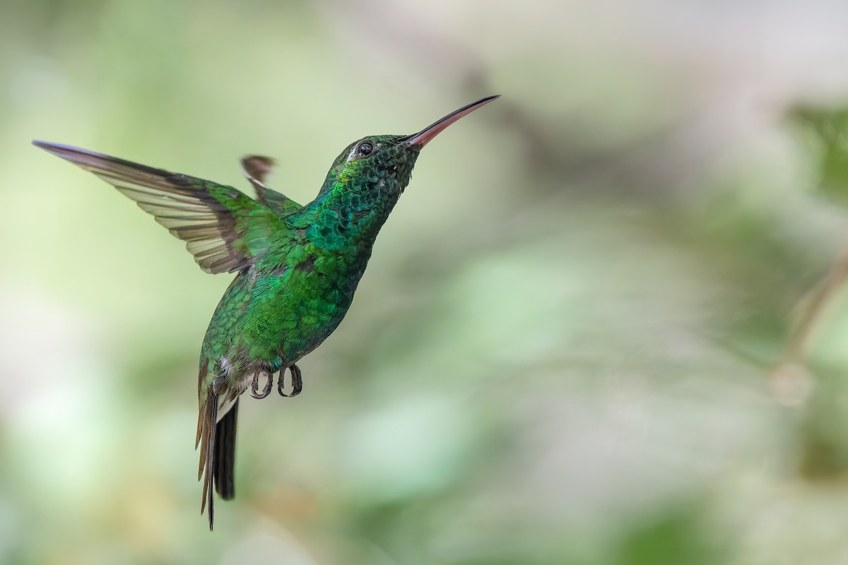Cuban Emerald - ML643418261