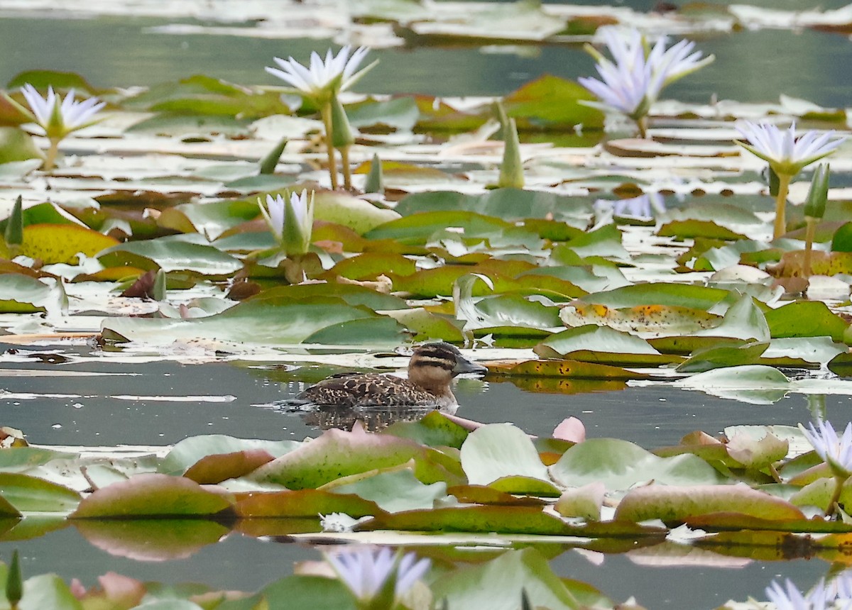 Masked Duck - ML643418265