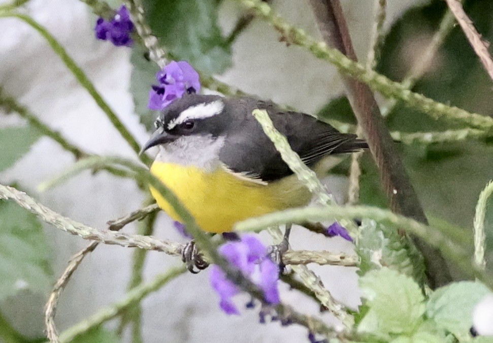 Bananaquit - ML643418269
