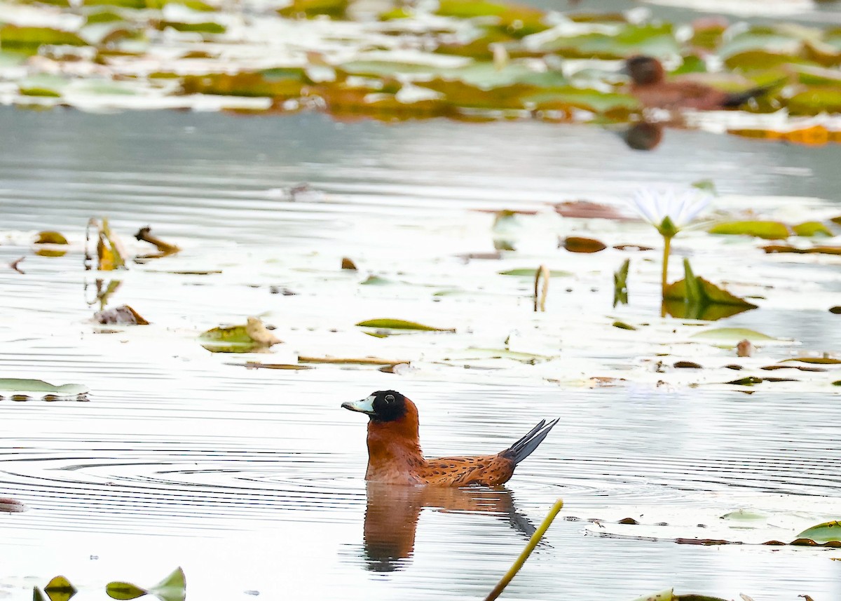 Masked Duck - ML643418272