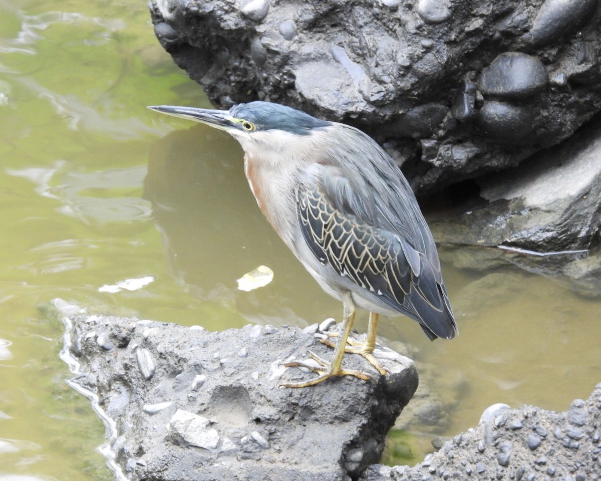 Striated Heron - ML643418287