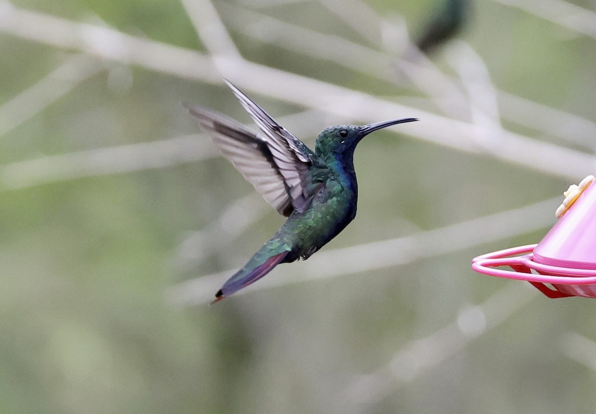Black-throated Mango - ML643418295