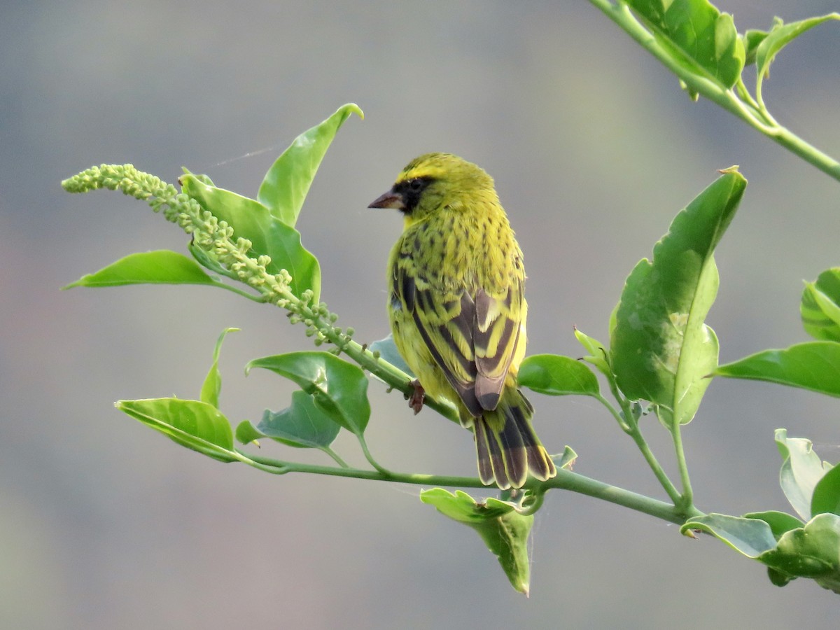 Western Citril - ML643418304