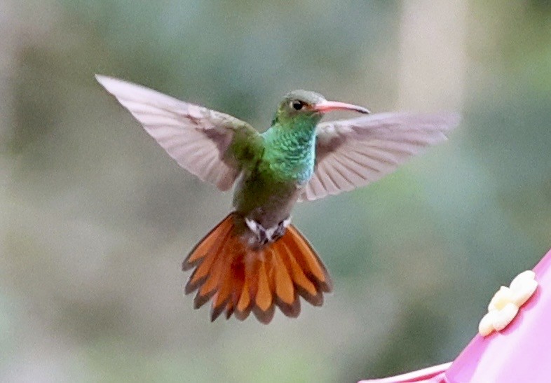 Rufous-tailed Hummingbird - ML643418310