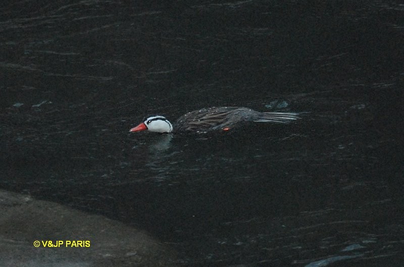 Torrent Duck - ML643418351