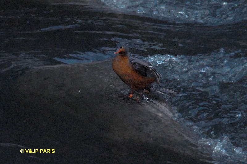 Torrent Duck - ML643418352