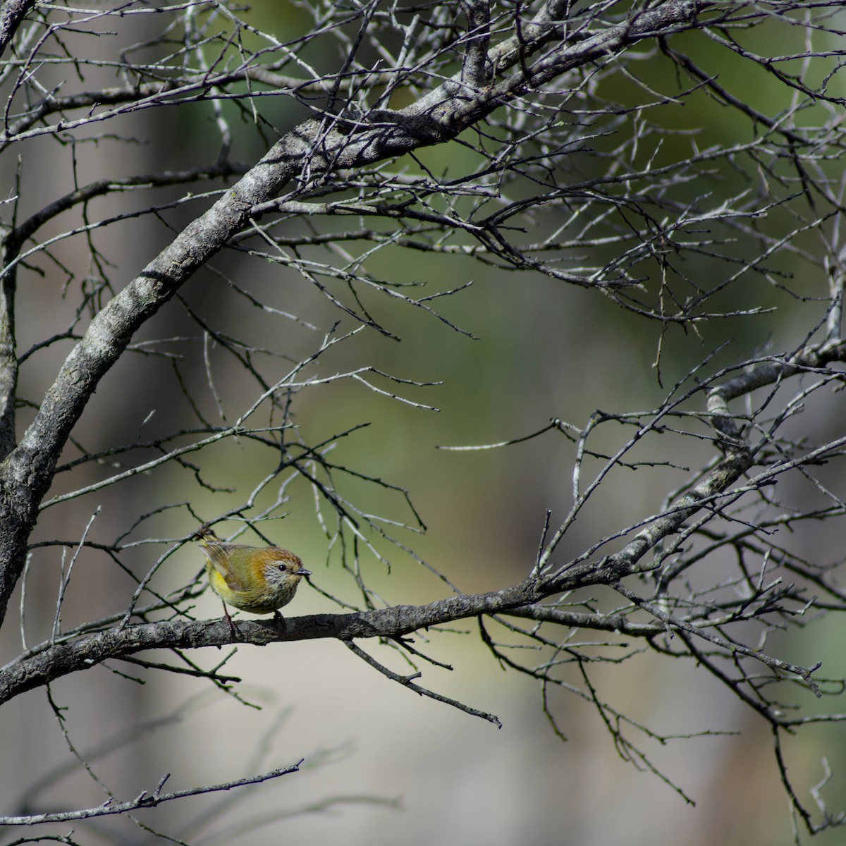 Striated Thornbill - ML643418355