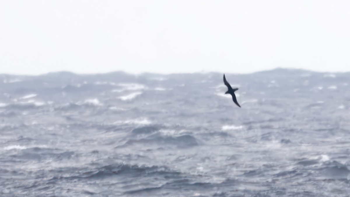 Sooty Shearwater - ML643418357