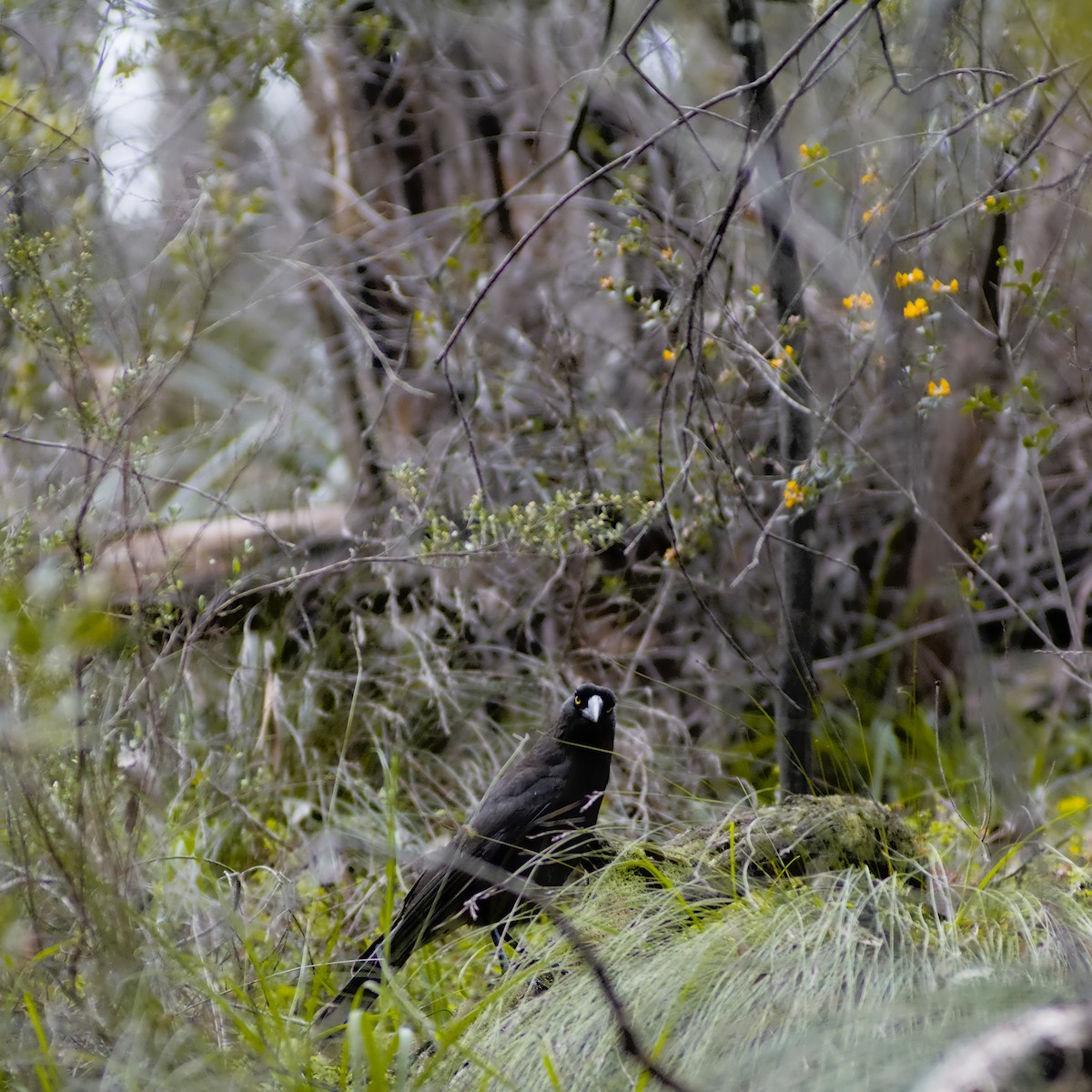 Gray Currawong (Black-winged) - ML643418358