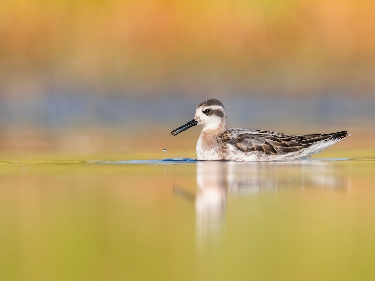 紅領瓣足鷸 - ML643418359