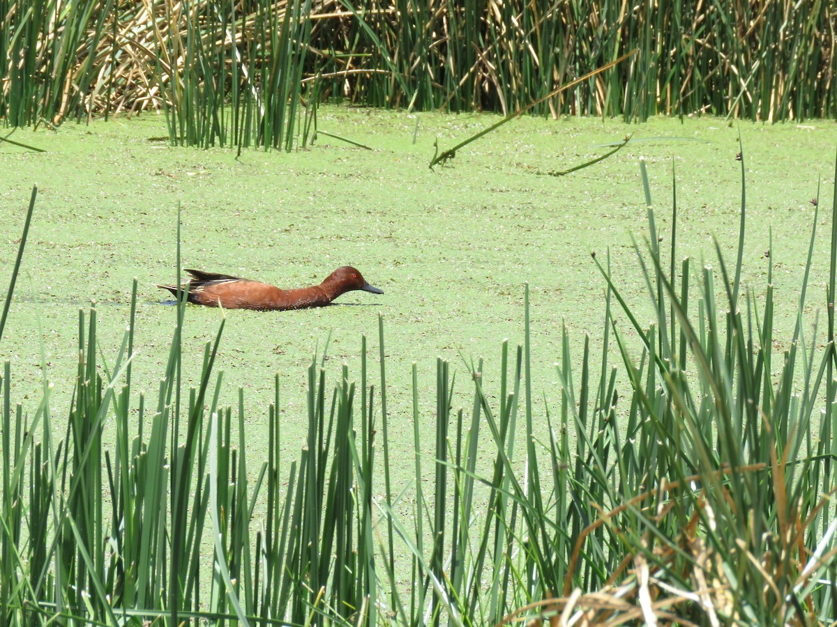 Cinnamon Teal - ML643418360