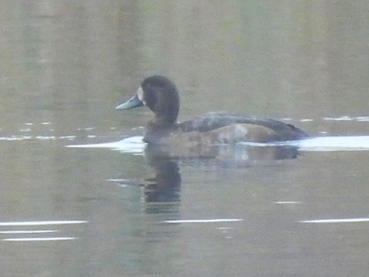 Greater Scaup - ML643418361