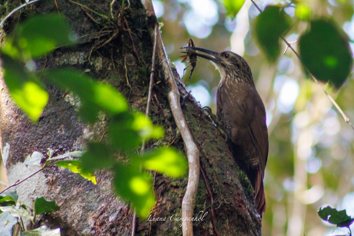 White-throated Woodcreeper - ML643418368