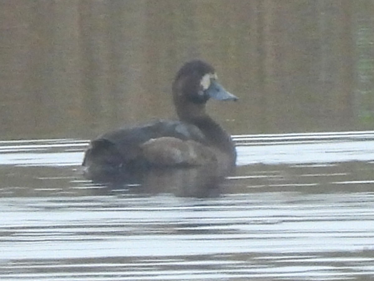 Greater Scaup - ML643418370