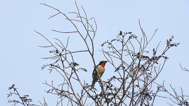 Black-spotted Barbet - ML643418375