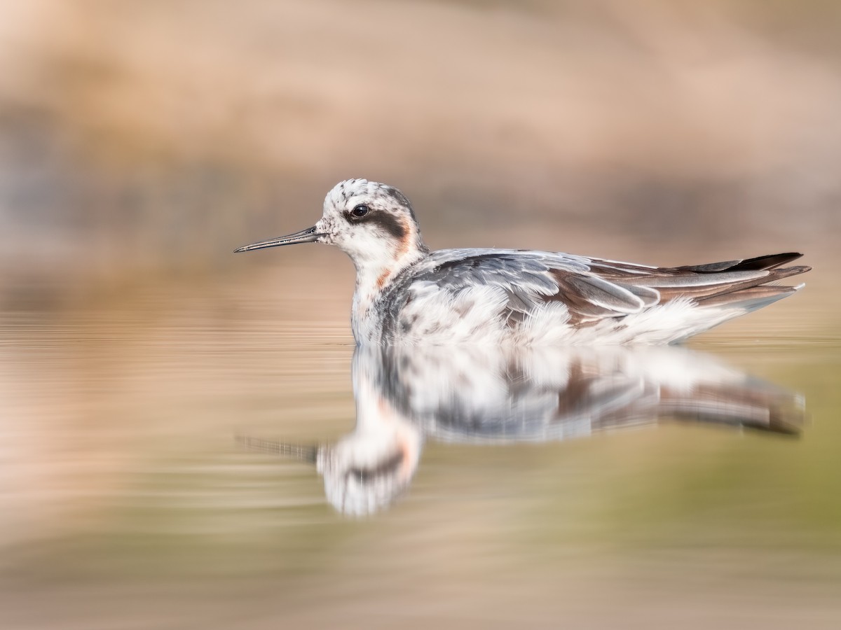 紅領瓣足鷸 - ML643418377