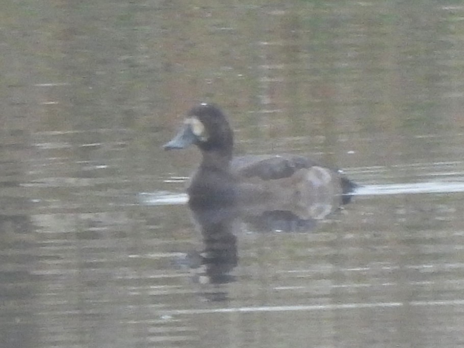 Greater Scaup - ML643418380