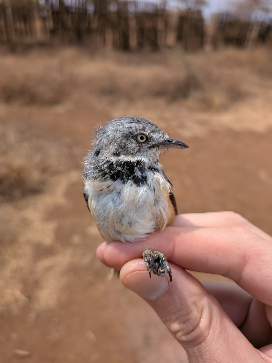 Banded Parisoma - ML643418388