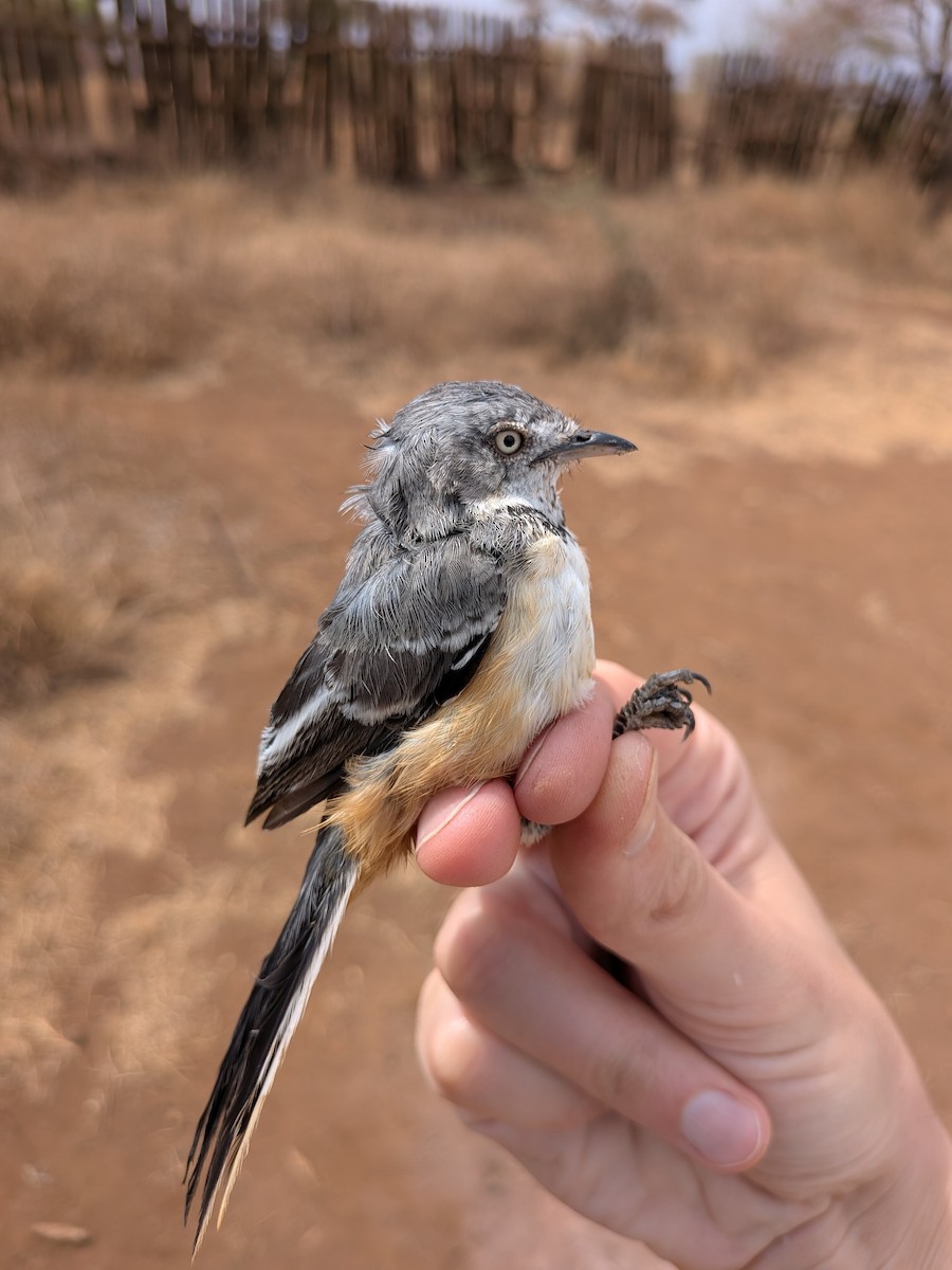 Banded Parisoma - ML643418389