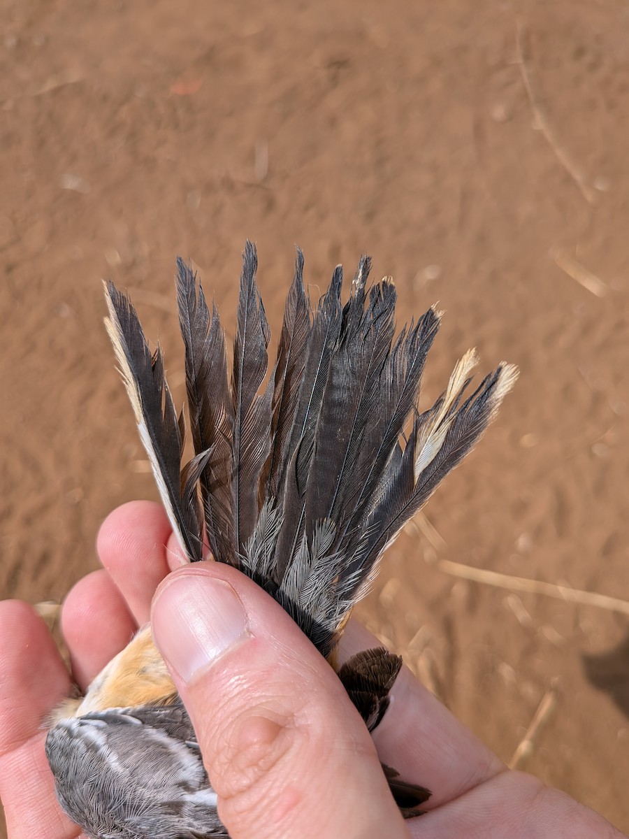 Banded Parisoma - ML643418391