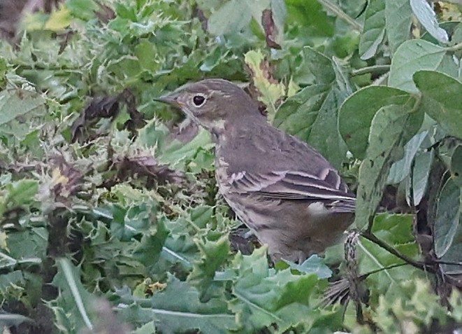 American Pipit - ML643418426